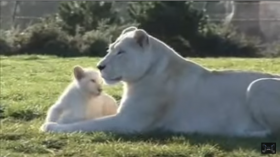 Cubs meet their father for the first time,Worth Watching 