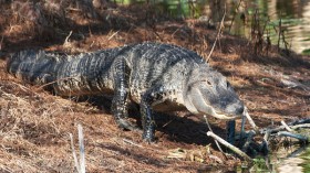 American alligator