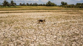 El Nino Dry Spell Plagues Vietnam's Mekong Delta