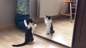 Kitten VS Mirror ,So Cute !