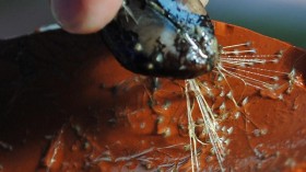 A mussel collected in Boston Harbor clings to a clay slab, attached by an array of thin filaments called byssus threads. New MIT research has revealed the secret of the resilience of these threads.