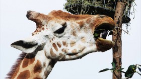 Giraffe in Taronga Zoo