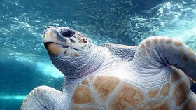 Loggerhead Turtle