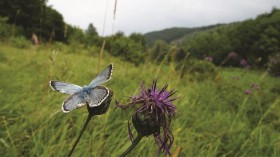 Chalkhill Blue (Polyommatus coridon), Eifel, Germany 