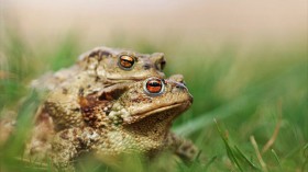 Mating Frog