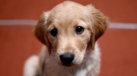 Golden retriever