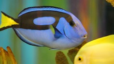 Blue tang fish