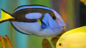 Blue tang fish