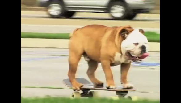 This Summer See You ,The Skateboarding Bulldog