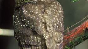 Northern Spotted Owl 