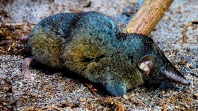 Hero Shrew -- Scutisorex thori 