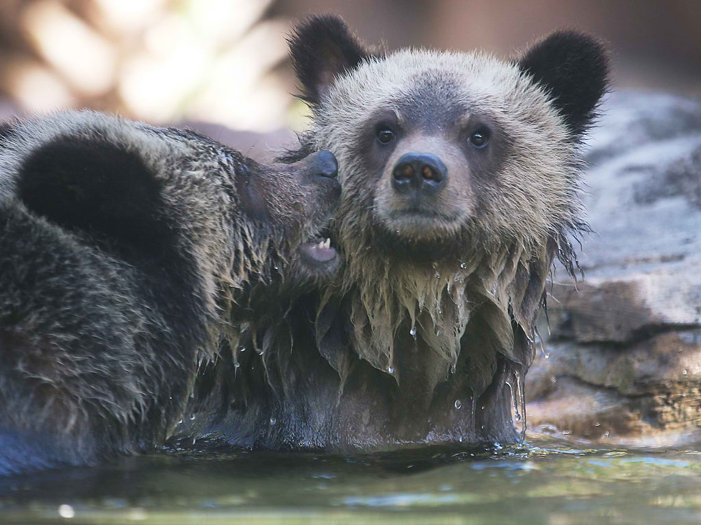 tragic-last-cub-of-america-s-famous-grizzly-bear-killed-in-a-hit-and