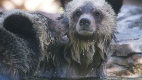 Palm Beach Zoo Debuts Grizzly Bear Cubs