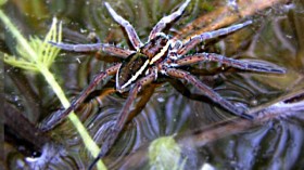 Great raft spider (Dolomedes plantarius)