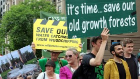 Save our old growth forests