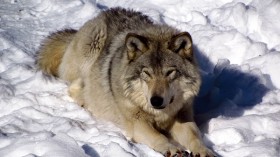 Eastern grey wolf (Canis lupus lycaon) 