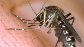 Malaria Mosquito