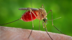 Mosquitoes Spread West Nile Virus