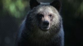 Palm Beach Zoo Debuts Grizzly Bear Cubs