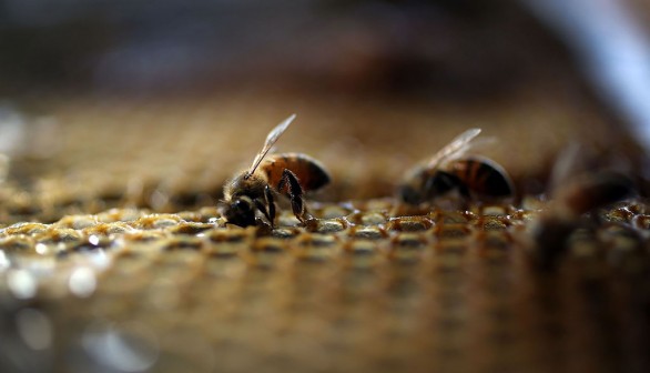 Obama Administration Announces New Measures To Protect Bee Populations