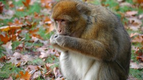 Eating barbary macaque monkey