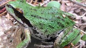 A pacific treefrog (Hyla Regilla), showing a treefrog's adhesive toes that they use for climbing tree.