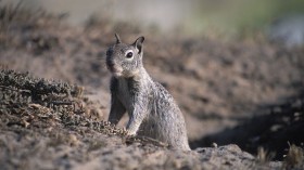 California Ground Squirrel (Spermophilus beecheyi) stepping out from its ground burrow. Taken in California.