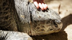 Bali Marine Police Release Sea Turtles Back To The Sea