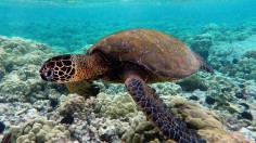  green sea turtle (Chelonia mydas)