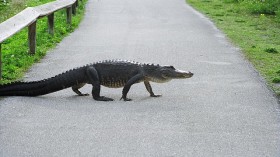 Alligator