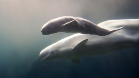 Beluga Whale