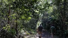 Forest Bathing