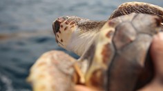 Hundreds Of Sea Turtles Hatchlings Are Released Into Atlantic Ocean