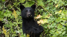 Black bear