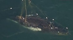 A humpback whale entangled in nets in Australia 