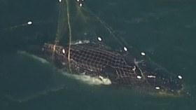 A humpback whale entangled in nets in Australia 