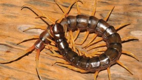 The First Discovered Amphibious Centipede