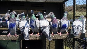 Homing pigeons in their loft 