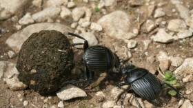 Dung beetle