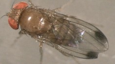 Drosophila suzukii -- fruit fly 