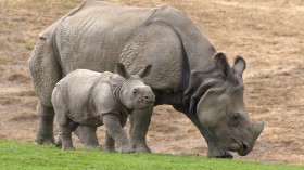 Indian rhinoceroses Bandhu, weighing approximately 1,000 pounds (454 kilograms), joins his mother Jatri in the Asian Plains exhibit at the San Diego Zoo's Wild Animal Park 