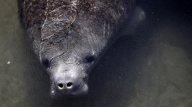 Manatees