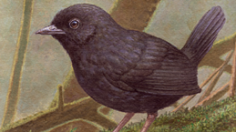 A new bird species, the Junin Tapaculo, was found in the remote Andes Mountains of central Peru.