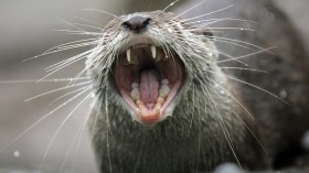 A small-clawed otter is seen in its new home at the Asia Trail area of the National Zoo in Washington October 11, 2006.