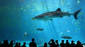 Whale shark in the Georgia Aquarium 