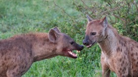 Hyenas