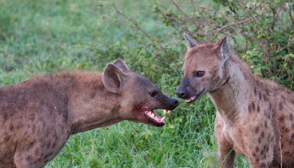 Hyenas