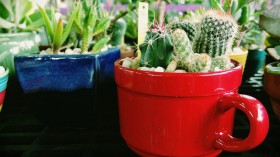 Cactus teacup