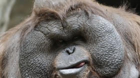 Bornean Orangutan