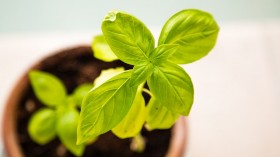 healthy-plant-pot-leaves-young